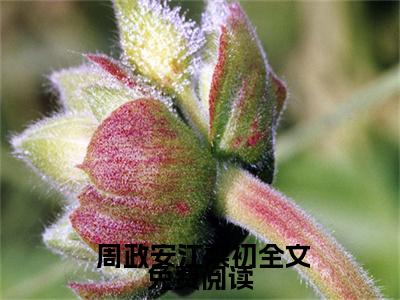 回国后，竹马小叔叔要和我领证全文免费无弹窗大结局_  周政安江梨初免费回国后，竹马小叔叔要和我领证最新章节列表_笔趣阁