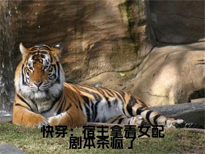 楚清辞小说全文（快穿：宿主拿着女配剧本杀疯了）在线阅读-楚清辞全文免费阅读无弹窗大结局