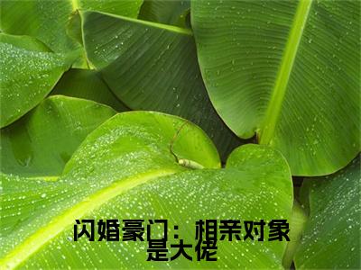 闪婚豪门：相亲对象是大佬（ 许南音陆南骁全文免费大结局）在线阅读- 许南音陆南骁全文无删减免费赏析