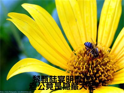 震惊！老公竟是隐藏大佬全文免费阅读大结局_震惊！老公竟是隐藏大佬（ 黎甄陆宴明）最新章节列表