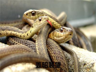 姜昭裴望（裴望姜昭）全文免费阅读无弹窗大结局_姜昭裴望在线阅读笔趣阁(裴望姜昭）