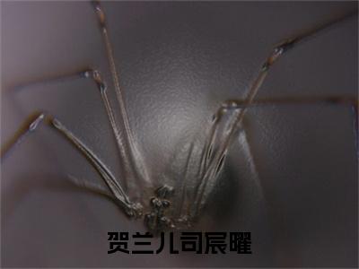 贺兰儿司宸曜全文（司宸曜贺兰儿）全文免费阅读无弹窗大结局_司宸曜贺兰儿免费最新章节列表_笔趣阁（贺兰儿司宸曜）