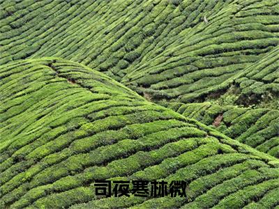 司夜寒林微(林微司夜寒)全文免费阅读无弹窗大结局_（林微司夜寒）的小说（司夜寒林微）最新章节列表