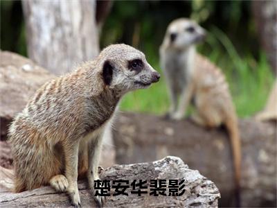 楚安华裴影好看的小说裴影楚安华在线阅读-裴影楚安华是什么小说《楚安华裴影》