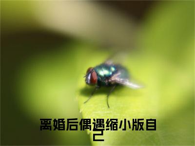 离婚后偶遇缩小版自己，总裁惊了全文免费阅读-（ 姜诗念厉忱）小说全文免费阅读正版无弹窗