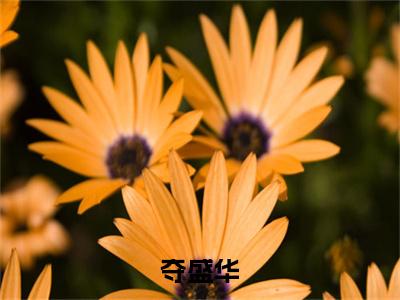 夺盛华抖音姜卿意越修离小说阅读完结版-小说姜卿意越修离全文免费阅读