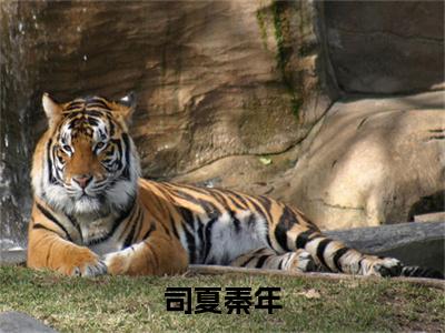 司夏秦年（秦年司夏）全文免费阅读无弹窗大结局-司夏秦年免费阅读全文大结局-笔趣阁