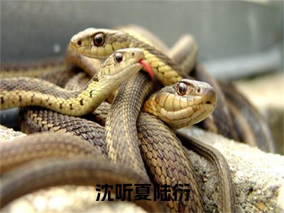沈听夏陆衍陆衍沈听夏全文免费阅读无弹窗大结局_（陆衍沈听夏）最新章节列表_笔趣阁（沈听夏陆衍小说）