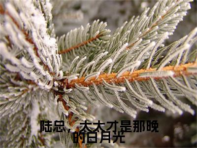 （叶佳禾陆景墨）全文免费阅读 陆总，太太才是那晚的白月光言情小说讲的是什么