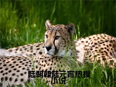 穿书炮灰？我靠心声拯救全家（ 陆朝朝陆元宵）热门小说盘点在线阅读-穿书炮灰？我靠心声拯救全家小说无弹窗