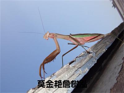 詹树泓莫金艳(莫金艳詹树泓)最新免费小说(詹树泓莫金艳)全文大结局-莫金艳詹树泓今日已更新最新章节