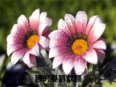 顾时晏慕欢颜(慕欢颜顾时晏)全文免费读无弹窗大结局_慕欢颜顾时晏免费小说无弹窗最新章节列表_笔趣阁