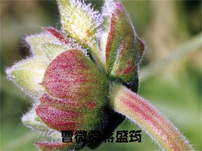 曹微微蒋盛筠（蒋盛筠曹微微）全文免费阅读-曹微微蒋盛筠（蒋盛筠曹微微）最新章节小说阅读