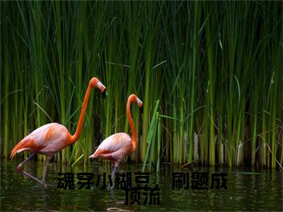 魂穿小糊豆，刷题成顶流全文免费阅读大结局_魂穿小糊豆，刷题成顶流（林霏）完整版在线赏析