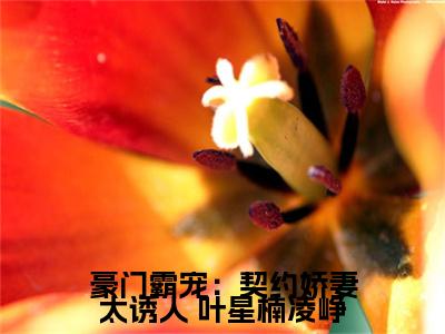 豪门霸宠：契约娇妻太诱人免费阅读-（豪门霸宠：契约娇妻太诱人）全文免费阅读无弹窗大结局（ 叶星楠凌峥）最新章节列表_笔趣阁