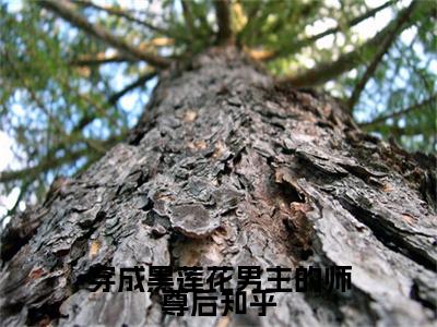  黄毛丫许景珩（穿成黑莲花男主的师尊后）小说结局- 黄毛丫许景珩全文无弹窗阅读