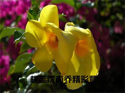 穿书后，专心搞事业的我人设崩了（ 桃蕊沈南乔）全文免费阅读无弹窗大结局_穿书后，专心搞事业的我人设崩了小说（ 桃蕊沈南乔）最新章节列表（穿书后，专心搞事业的我人设崩了）