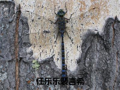 任乐乐裴言希（裴言希任乐乐全文在线阅读）-任乐乐裴言希小说(裴言希任乐乐)免费阅读最新章节列表无弹窗