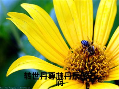  林丹辰詹云府（转世丹尊林丹辰詹云府）新上热文免费阅读- 林丹辰詹云府（转世丹尊林丹辰詹云府）无广告在线阅读