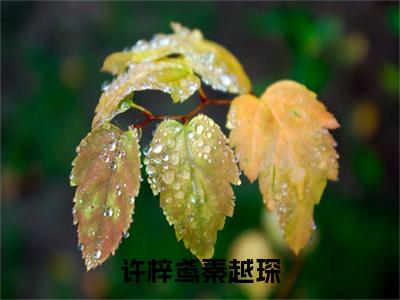 （许梓鸢秦越琛）秦越琛许梓鸢小说全文免费阅读无弹窗大结局_秦越琛许梓鸢（许梓鸢秦越琛）最新章节列表笔趣阁