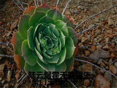  陆云烟霍无双小说免费阅读（ 陆云烟霍无双）全文免费阅读无弹窗大结局_重生豪门主母不干了小说免费阅读最新章节列表_笔趣阁（重生豪门主母不干了）