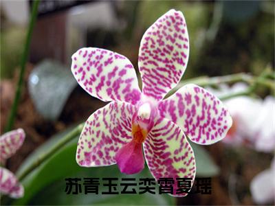 苏青玉云奕霄夏瑶（苏青玉云奕霄夏瑶）全文免费阅读无弹窗大结局_ 苏青玉云奕霄夏瑶免费阅读无弹窗最新章节列表_笔趣阁
