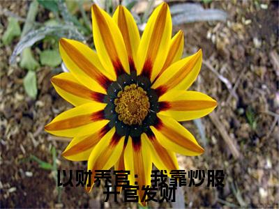 以财养官:我靠炒股升官发财免费小说(曹云)全本免费阅读-以财养官:我靠炒股升官发财最新章节列表