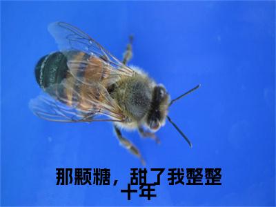 温书画顾隽京全文免费免费阅读无弹窗最新章节列表_笔趣阁（那颗糖，甜了我整整十年全文免费）