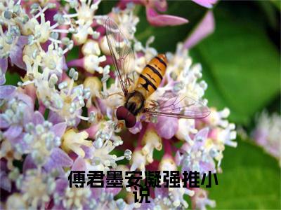  傅君墨安凝（你是我命中的劫）独家首发免费小说-（ 傅君墨安凝）你是我命中的劫小说全文在线阅读笔趣阁