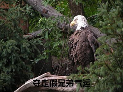 夺走假兄弟气运，我截胡亿元大奖（ 杨择莫志明）小说-夺走假兄弟气运，我截胡亿元大奖小说免费最新章节列表