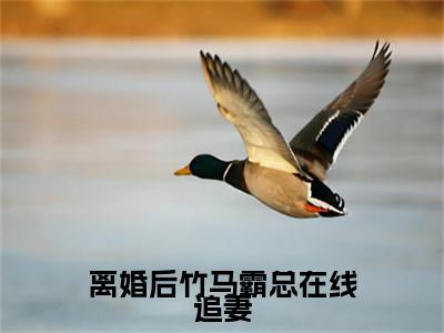 离婚后竹马霸总在线追妻（冉愉婉贺承泽）全文免费阅读无弹窗大结局_离婚后竹马霸总在线追妻最新章节列表（冉愉婉贺承泽）