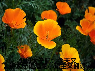  卫韫叶朝歌（倾城太子妃：今天又被太子追着跑）全文免费阅读无弹窗大结局_ 卫韫叶朝歌小说精彩免费试读