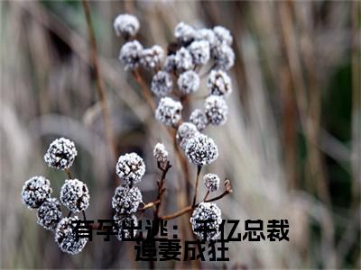 夏时陆南沉免费版最新更新阅读- 有孕出逃：千亿总裁追妻成狂小说全文在线阅读