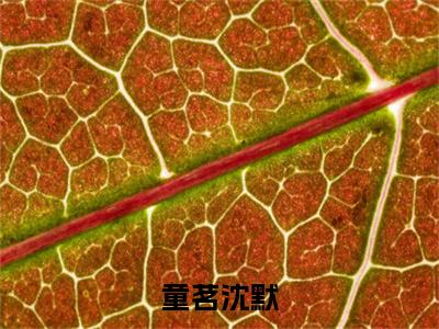 童茗沈默全文免费阅读无弹窗大结局-童茗沈默沈默童茗 全文全章节免费阅读