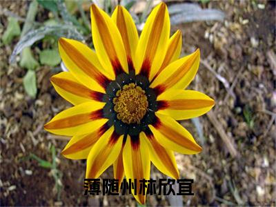 薄随州林欣宜小说全文免费阅读(林欣宜薄随州)全文免费阅读无弹窗大结局_ 林欣宜薄随州最新章节列表_笔趣阁(薄随州林欣宜小说)
