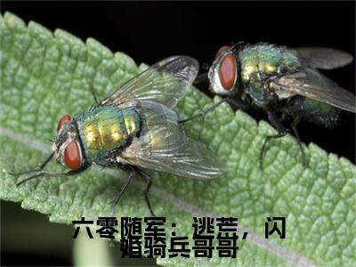  庄明诚陆芳芳（六零随军：逃荒，闪婚骑兵哥哥）全文免费阅读无弹窗大结局_（ 庄明诚陆芳芳）六零随军：逃荒，闪婚骑兵哥哥最新章节列表_笔趣阁（ 庄明诚陆芳芳）
