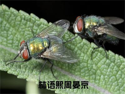 深情诱引小说试读完结版无广告小说（ 林语熙周晏京）全文免费阅读无弹窗大结局-深情诱引小说试读完结版在线阅读
