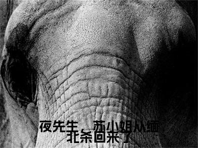 夜先生,苏小姐从缅北杀回来了全文(苏清婉夜寻)全文免费阅读无弹窗大结局_ 苏清婉夜寻全文免费阅读最新章节列表_