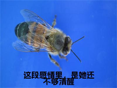 这段感情里，是她还不够清醒（宁云舒沈承则）精选好书-宁云舒沈承则无删减版在线阅读（宁云舒沈承则全文免费阅读）