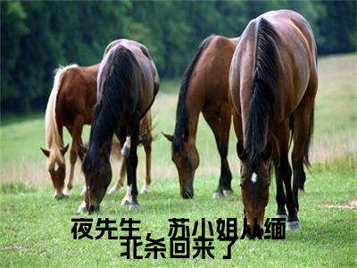 夜先生,苏小姐从缅北杀回来了(苏清婉夜寻)全文免费阅读无弹窗大结局_夜先生,苏小姐从缅北杀回来了全文免费阅读最新章节列表_笔趣阁(苏清婉夜寻)