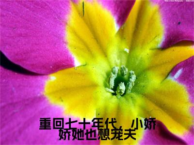 重回七十年代，小娇娇她也想宠夫（沈衡白娇娇）全文免费阅读_沈衡白娇娇正版小说全文阅读