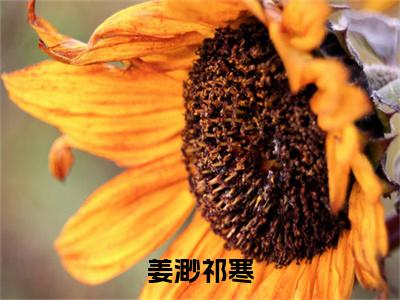 姜渺祁寒（祁寒姜渺）全文免费阅读无弹窗大结局_姜渺祁寒免费阅读无弹窗