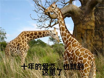 宋星漓江清衍十年的爱恋，也就到这里了快手热文整理-宋星漓江清衍小说十年的爱恋，也就到这里了今日更新章节