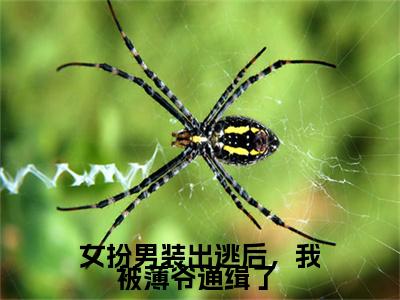薄夜游离全文全文免费阅读_（女扮男装出逃后，我被薄爷通缉了 免费阅读无弹窗）女扮男装出逃后，我被薄爷通缉了 全文最新章节列表笔趣阁（薄夜游离）