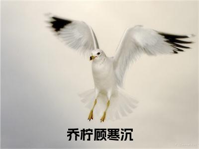 乔柠顾寒沉（顾寒沉乔柠）全文免费阅读无弹窗_乔柠顾寒沉:顾寒沉乔柠最新小说_笔趣阁（顾寒沉乔柠）
