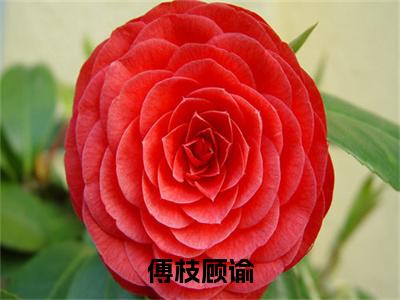 傅枝顾谕全文(顾谕傅枝免费小说-完整版-傅枝顾谕在线赏析)最新章节已更新版