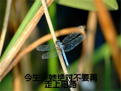徐幼薇陆承焱书名是《今生，她绝对不要再走上旧路》在线赏析_今生，她绝对不要再走上旧路热门推荐阅读笔趣阁