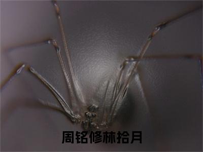 周铭修林拾月（林拾月周铭修）全文免费阅读无弹窗_林拾月周铭修最新小说精彩推荐