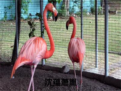 沈蕴萧胤小说全文免费阅读_萧胤沈蕴(萧胤沈蕴)最新章节列表笔趣阁