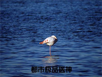 都市极品医神小说（ 叶辰夏若雪）全文免费阅读-都市极品医神全文阅读无弹窗
